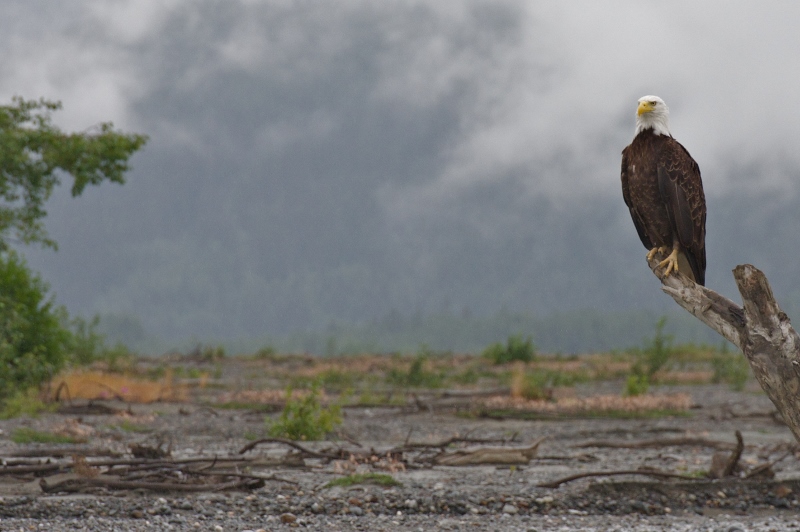 Visit the valley of the eagles, Haines, AK